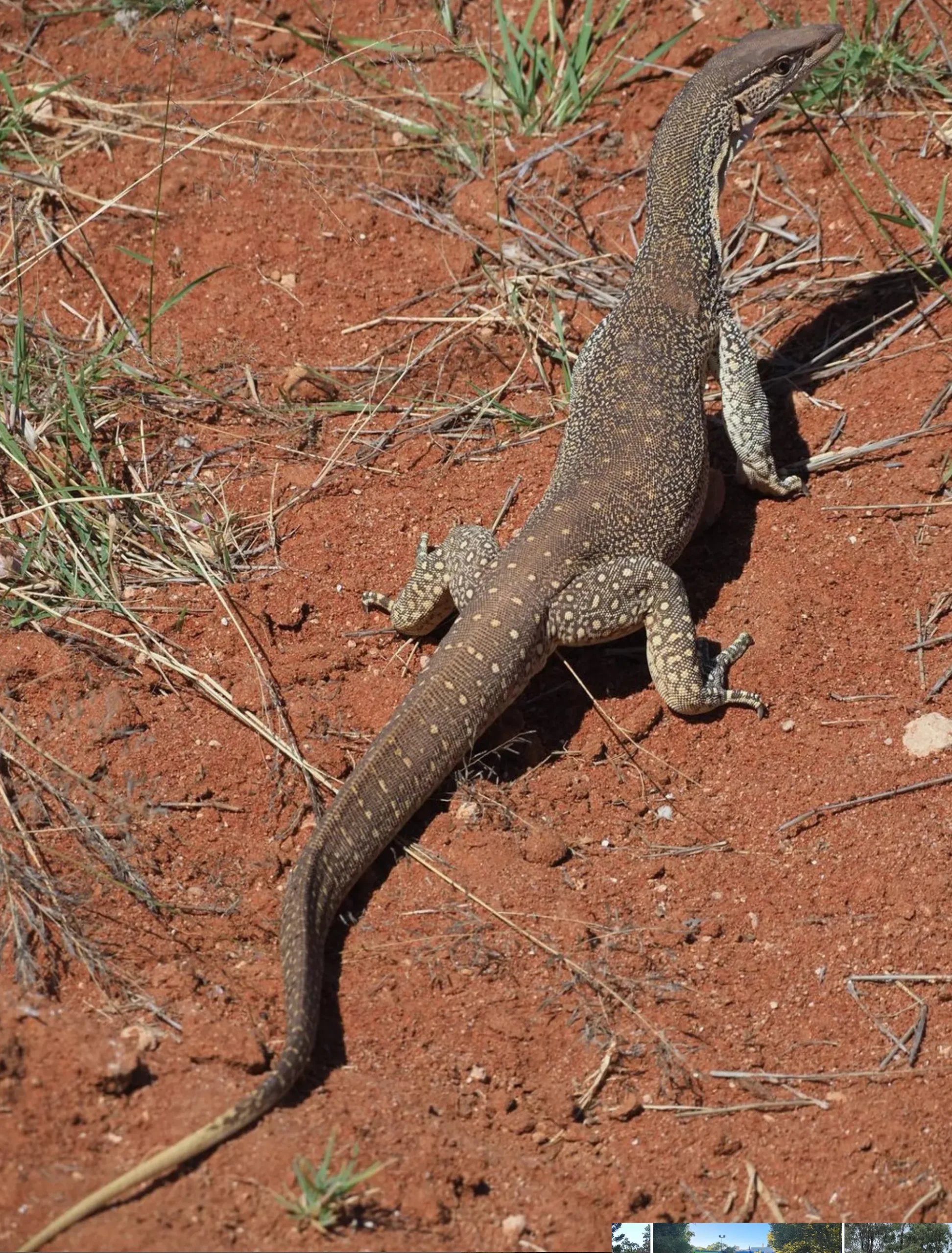 Perentie (Varanus giganteus)