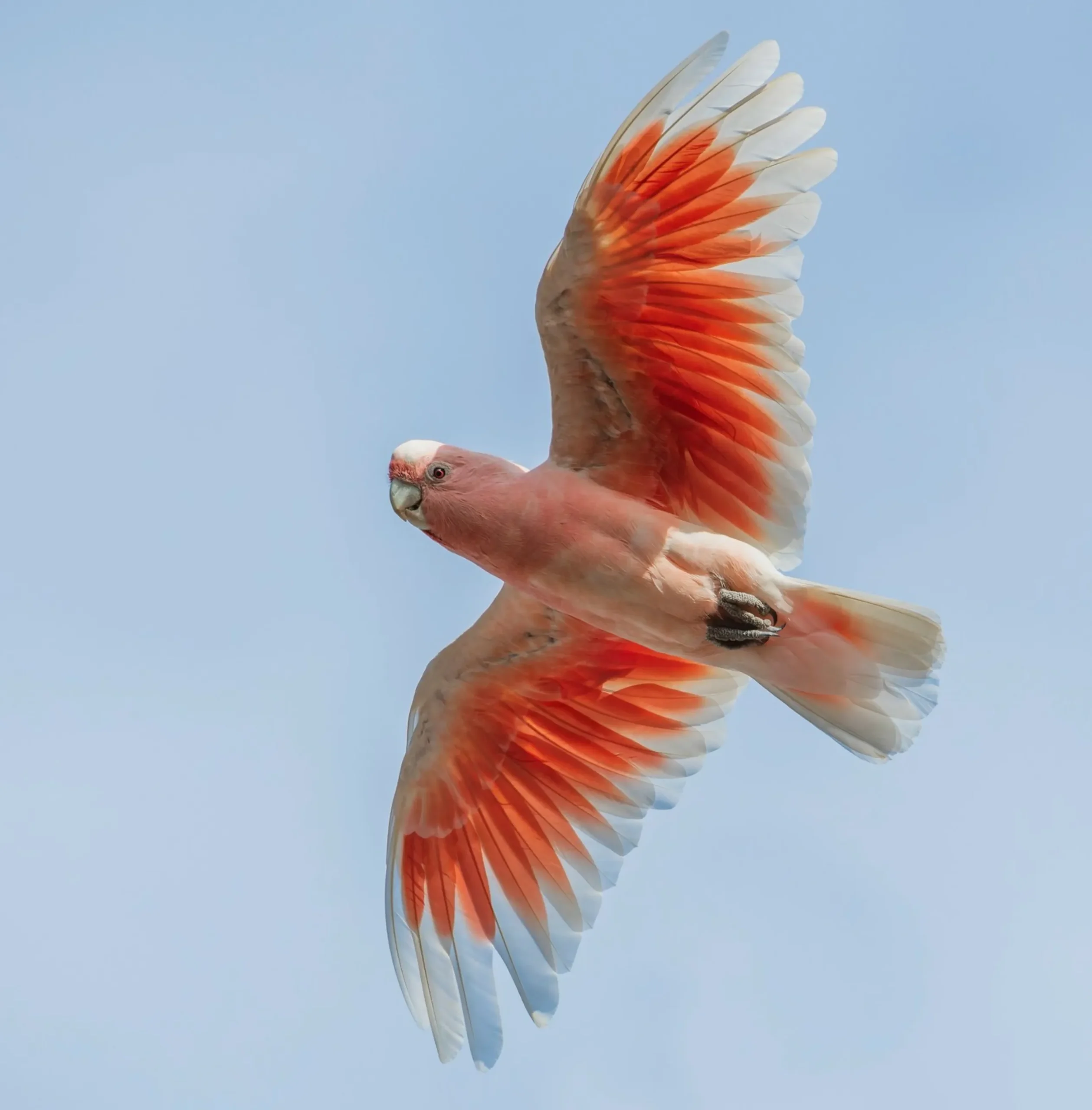 Pink Cockatoo