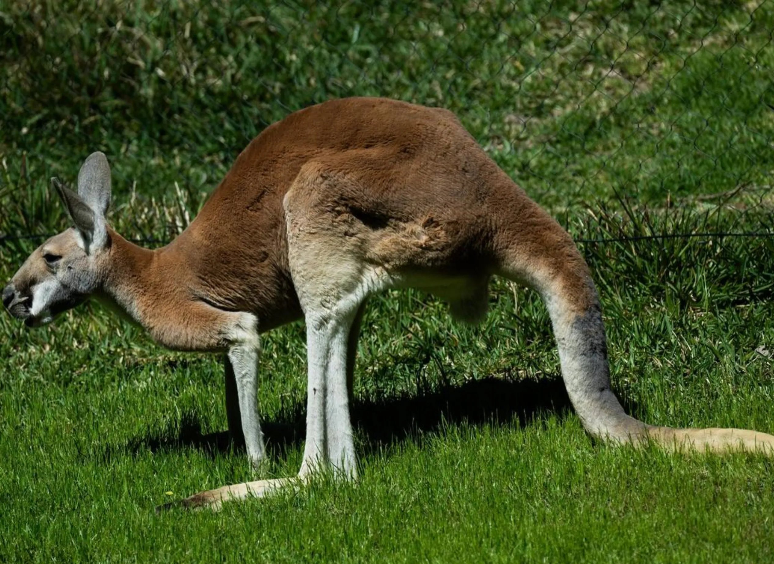 Red Kangaroo