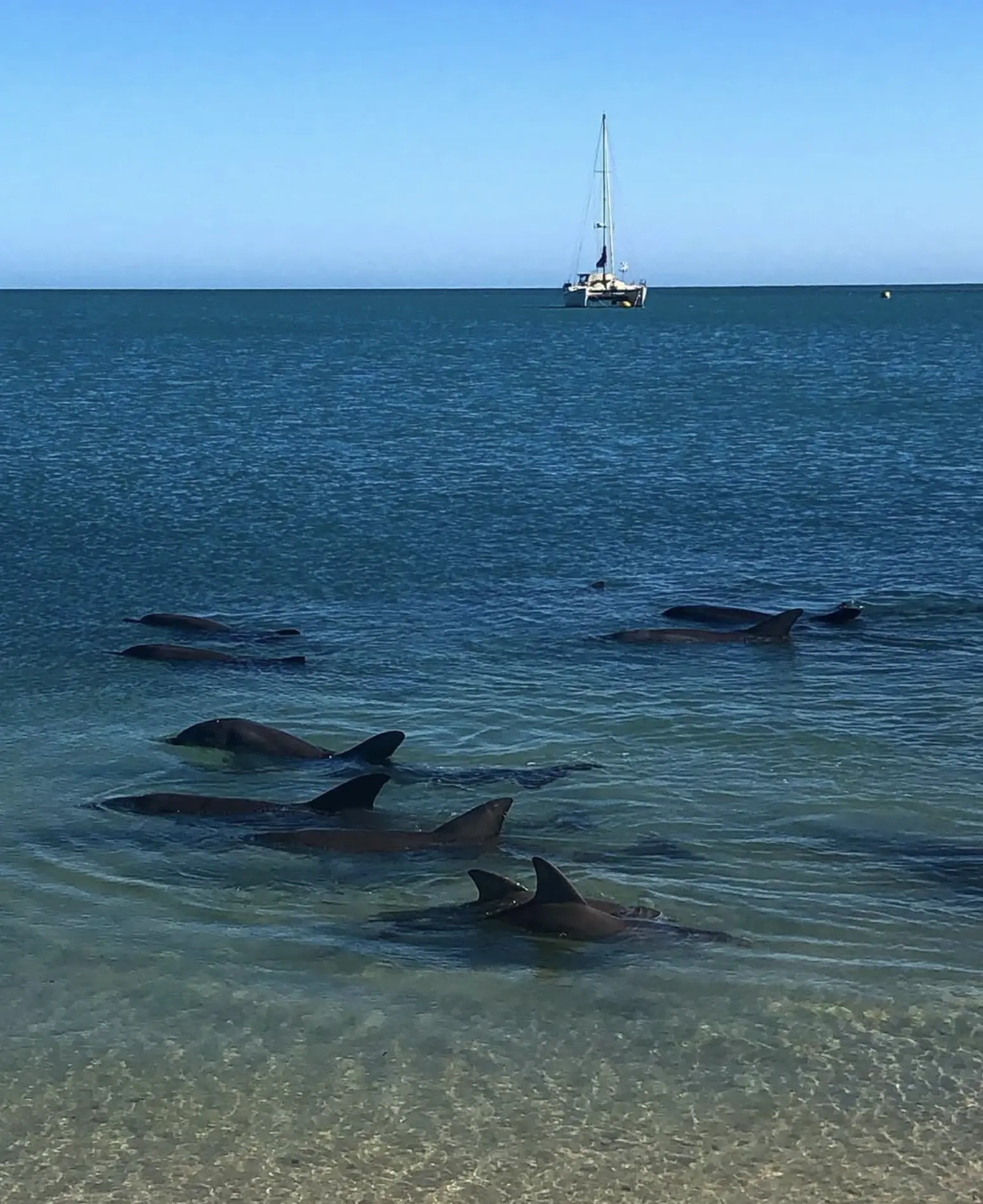 Shark Bay eco-tourism