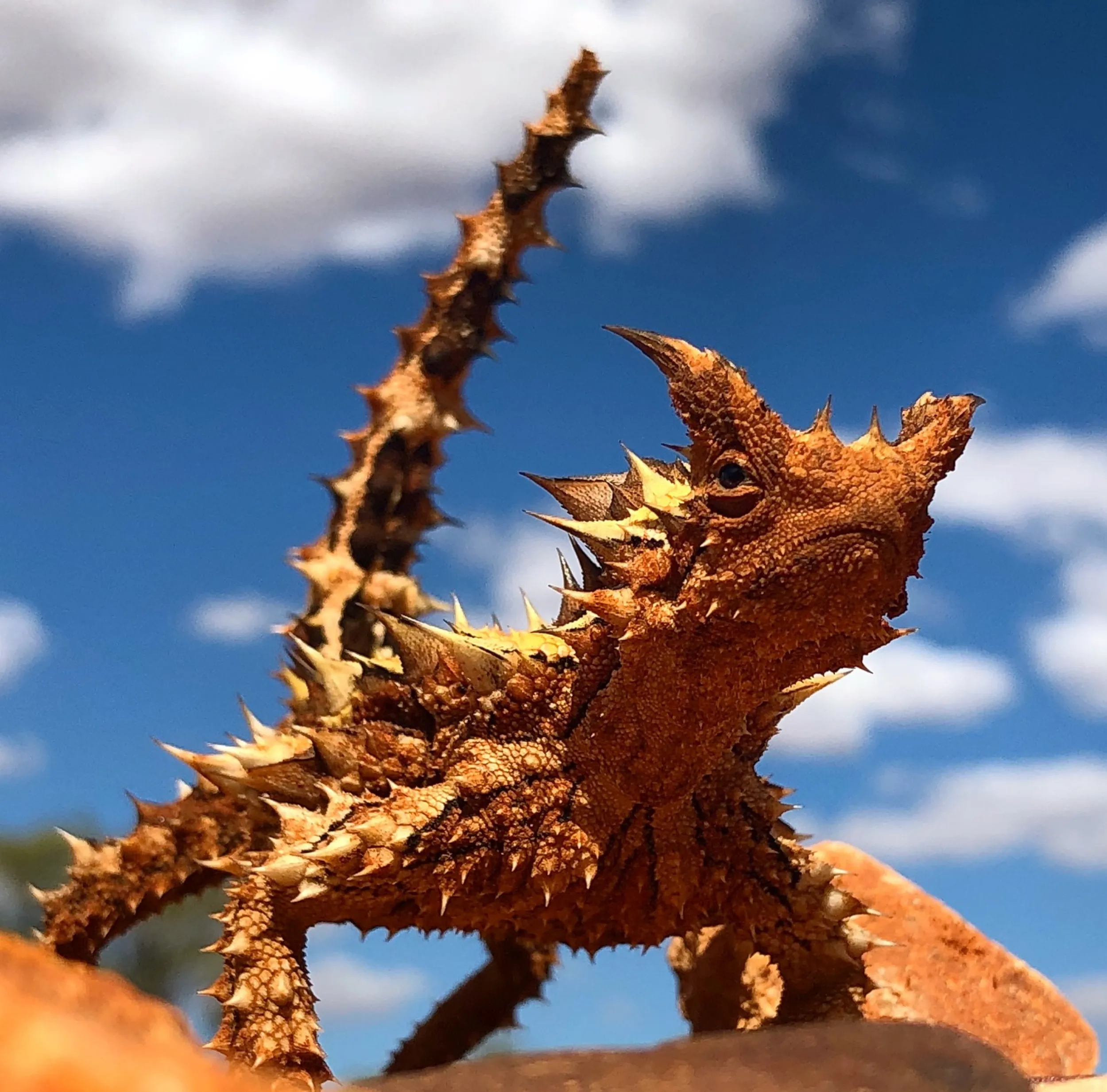 Thorny Devil (Moloch horridus)